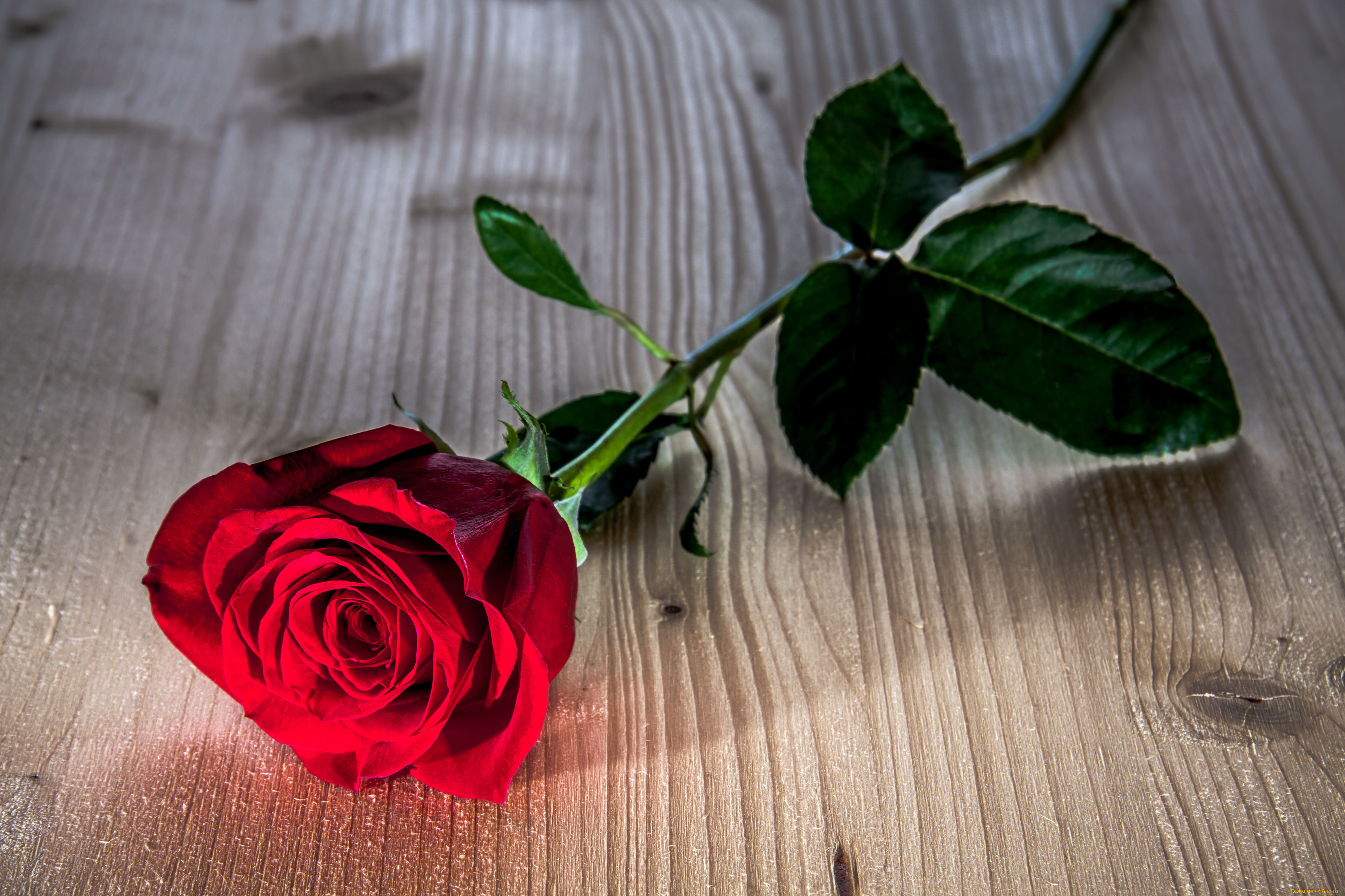 Розочка под. Красивые розы. Красивые красные розы. Картинки на рабочий стол розы.